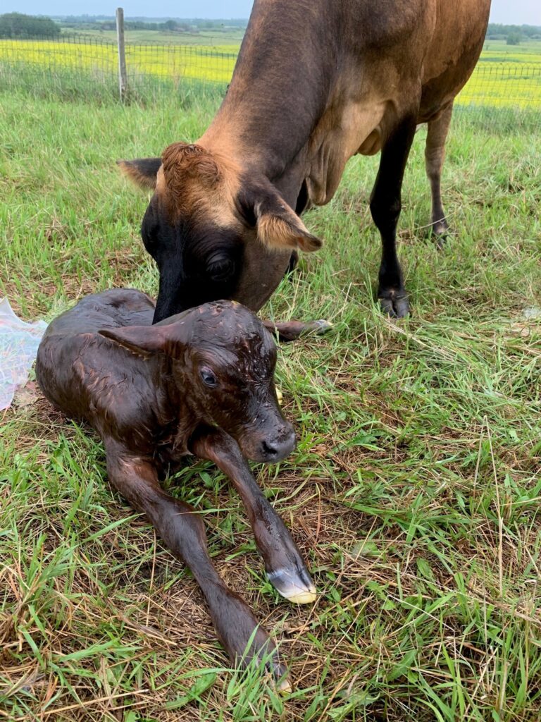 Is Calf Sharing Right for your Homestead?