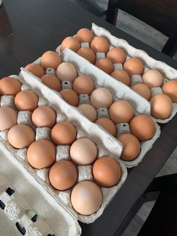 eggs