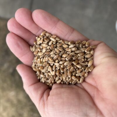 Hard Red Spring Wheat